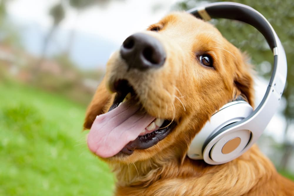 پخش موسیقی برای سگ